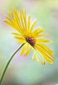 DORONICUM, LEOPARDS BANE