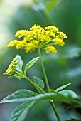 ZIZIA AUREA, GOLDEN ALEXANDERS