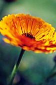 CALENDULA, MARIGOLD