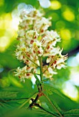 AESCULUS HIPPOCASTANUM, HORSE CHESTNUT