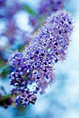 CEANOTHUS, CALIFORNIAN LILAC, CEANOTHUS