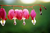 DICENTRA, BLEEDING HEART