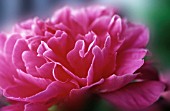 PAEONIA, PEONY