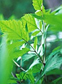 CIMIFUGA RACEMOSA, BLACK COHOSH