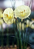 NARCISSUS ROMIEUXII ‘TREBLE CHANCE’, DAFFODIL