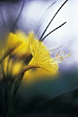 NARCISSUS ROMIEUXII ‘ATLAS GOLD’, DAFFODIL