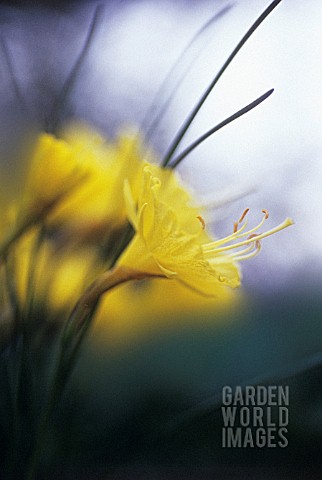 NARCISSUS_ROMIEUXII_ATLAS_GOLD_DAFFODIL
