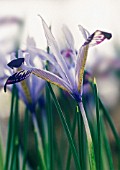 IRIS BAKERIANA, IRIS