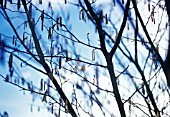 CORYLUS AVELLANA, HAZEL, COB-NUT