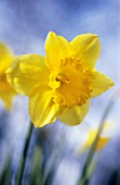 NARCISSUS, DAFFODIL