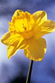 NARCISSUS, DAFFODIL