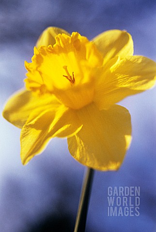 NARCISSUS_DAFFODIL