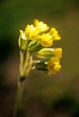 PRIMULA VERIS, COWSLIP