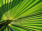 LIVISTONA, FAN PALM