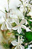 JASMINUM OFFICINALE, JASMINE