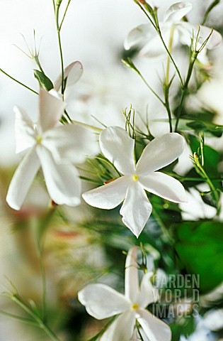 JASMINUM_OFFICINALE_JASMINE