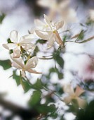 JASMINUM OFFICINALE, JASMINE