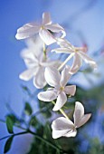 JASMINUM, JASMINE