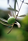 OLEA EUROPEA, OLIVE