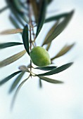 OLEA EUROPEA, OLIVE