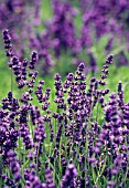 LAVANDULA AUGUSTIFOLIA, LAVENDER