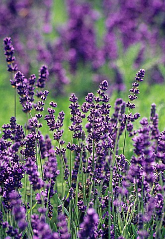 LAVANDULA_AUGUSTIFOLIA_LAVENDER