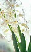 HYACINTHUS, HYACINTH