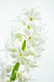 HYACINTHUS, HYACINTH