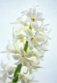 HYACINTHUS, HYACINTH