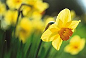 NARCISSUS ‘BARRETT BROWNING’, DAFFODIL