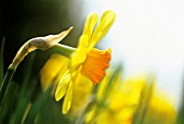 NARCISSUS ‘BARRETT BROWNING’, DAFFODIL