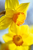 NARCISSUS ‘BARRETT BROWNING’, DAFFODIL