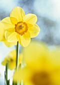 NARCISSUS ‘BARRETT BROWNING’, DAFFODIL