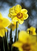 NARCISSUS ‘BARRETT BROWNING’, DAFFODIL