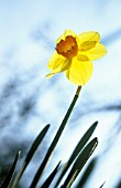 NARCISSUS ‘BARRETT BROWNING’, DAFFODIL