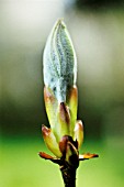 AESCULUS HIPPOCASTANUM, HORSE CHESTNUT