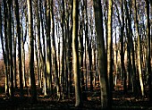 FAGUS SYLVATICA, BEECH