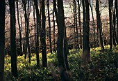 FAGUS SYLVATICA, BEECH