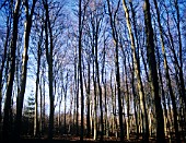 FAGUS SYLVATICA, BEECH