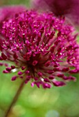 ALLIUM AFLATUNENSE, ALLIUM