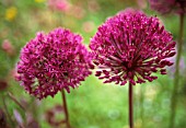 ALLIUM AFLATUNENSE, ALLIUM