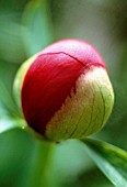 PAEONIA OFFICINALIS, PEONY