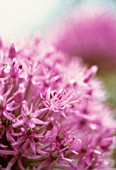 ALLIUM ROSENBACHIANUM, ALLIUM