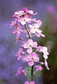 HESPERIS MATRONALIS, SWEET ROCKET, DAME’S ROCKET