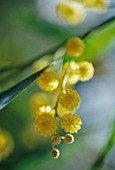 ACACIA RETINODES, WIRILDA