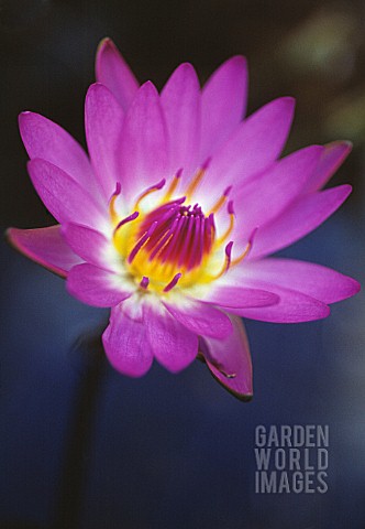 NYMPHAEA_CAPENSIS_WATER_LILY_BLUE_LOTUS
