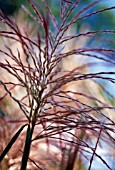 MISCANTHUS SINENSIS ‘SIRENE’, SIREN JAPANESE SILVER GRASS