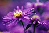 ASTER SONARA, ASTER