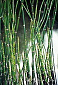 EQUISETUM FLUVIATILE, HORSETAIL - WATER HORSETAIL