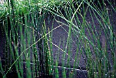 EQUISETUM FLUVIATILE, HORSETAIL - WATER HORSETAIL